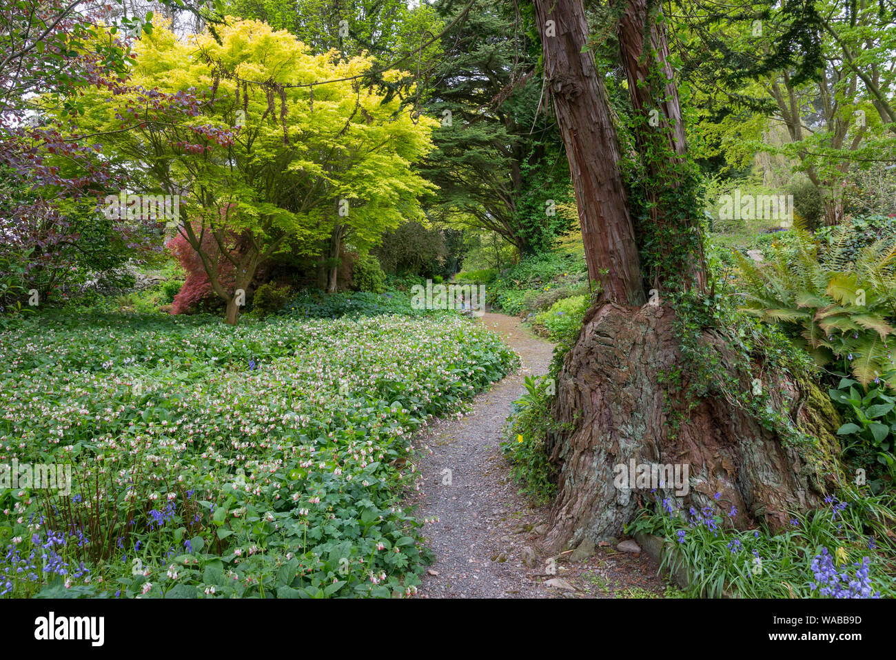 Path through trees in spring at Hergest Croft gardens, Kington, England. Stock Photo