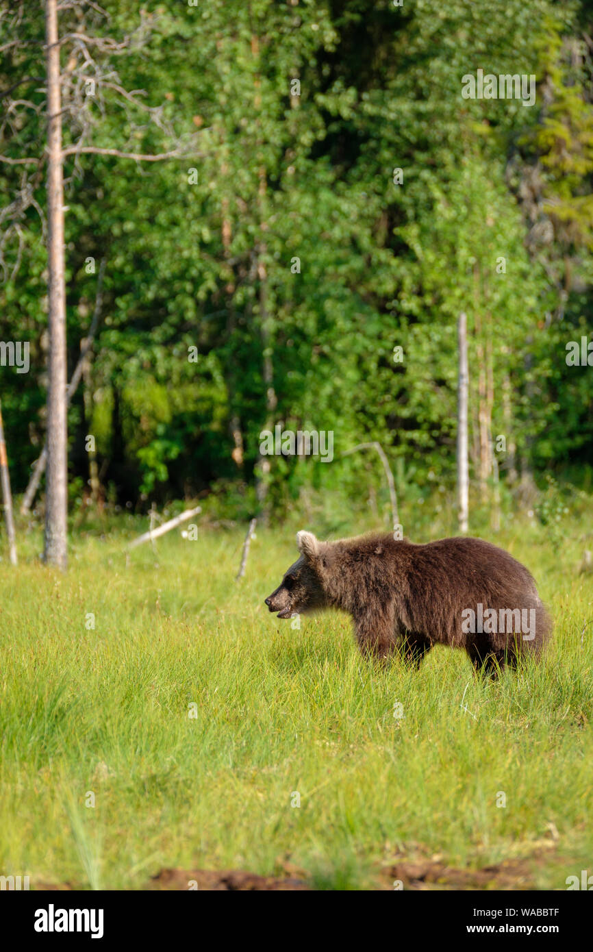 Brown bear ursus arctos in finnish taiga in front of boreal forest, Stock Photo