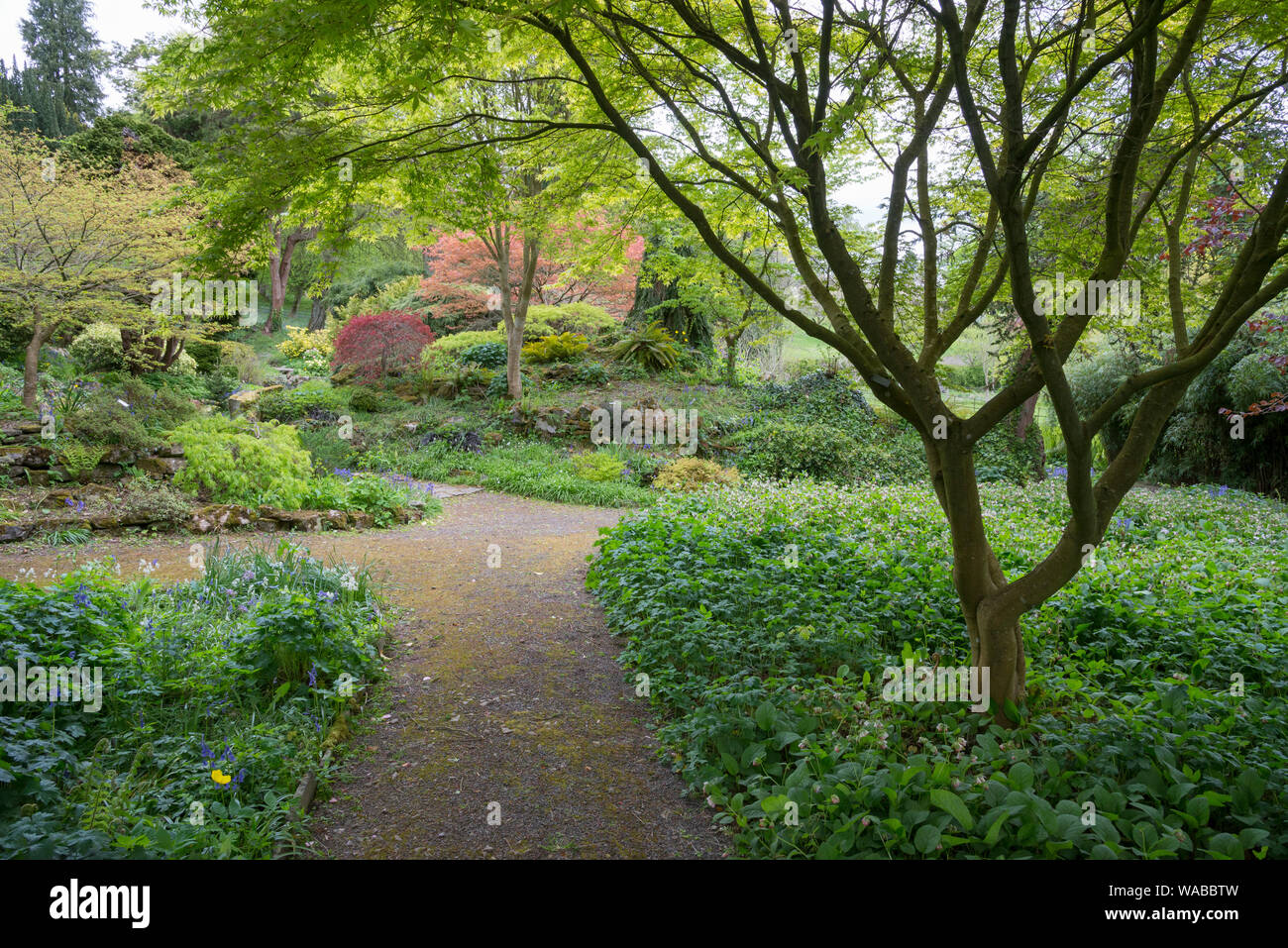 Path through trees in spring at Hergest Croft gardens, Kington, England. Stock Photo