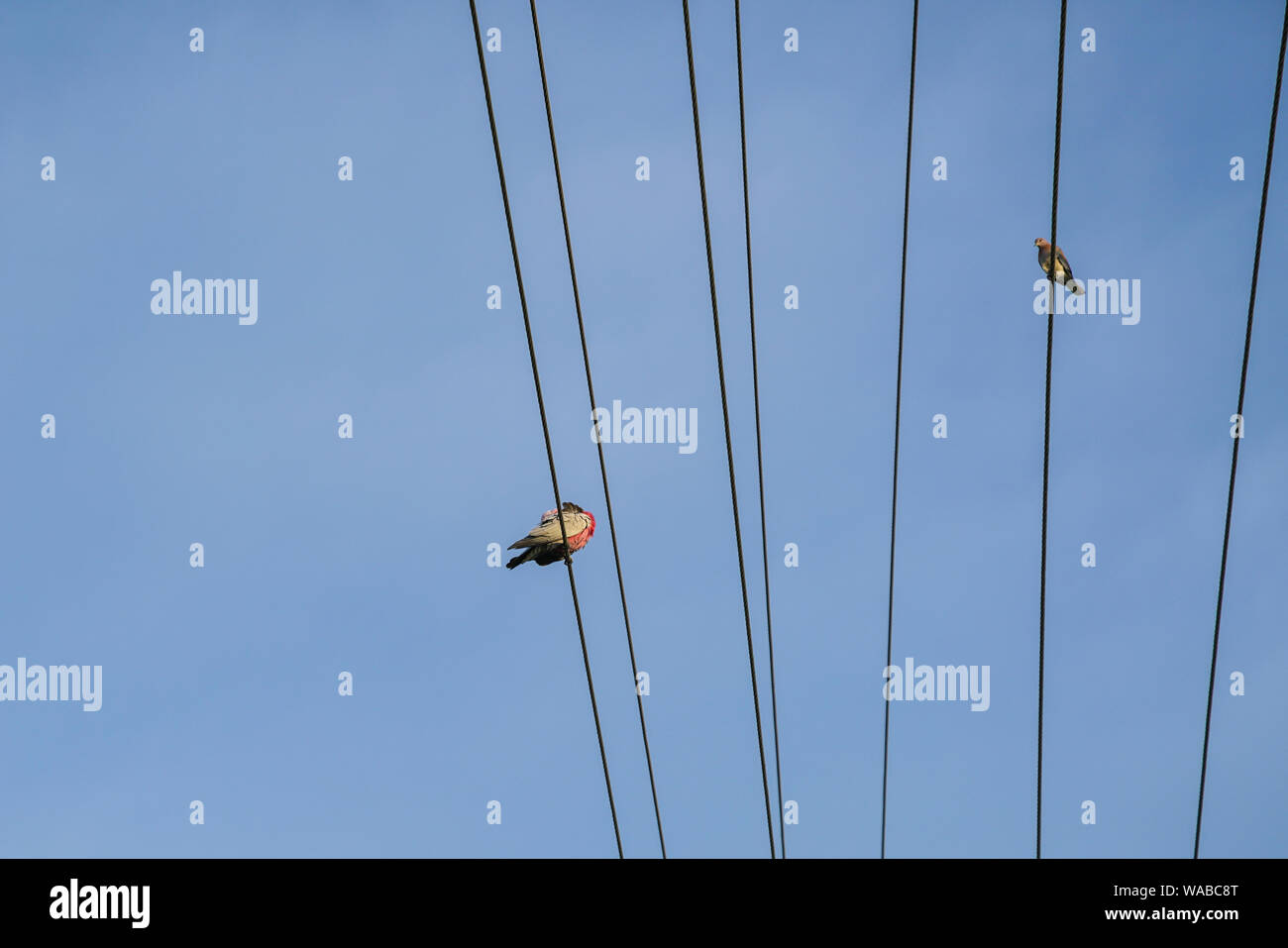 Birds perching on electrical power lines or wires. Space for text Stock