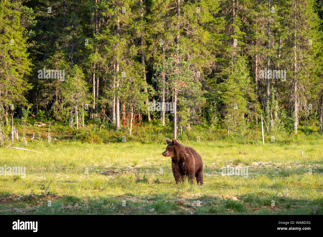 Brown bear ursus arctos in finnish taiga in front of boreal forest, Stock Photo