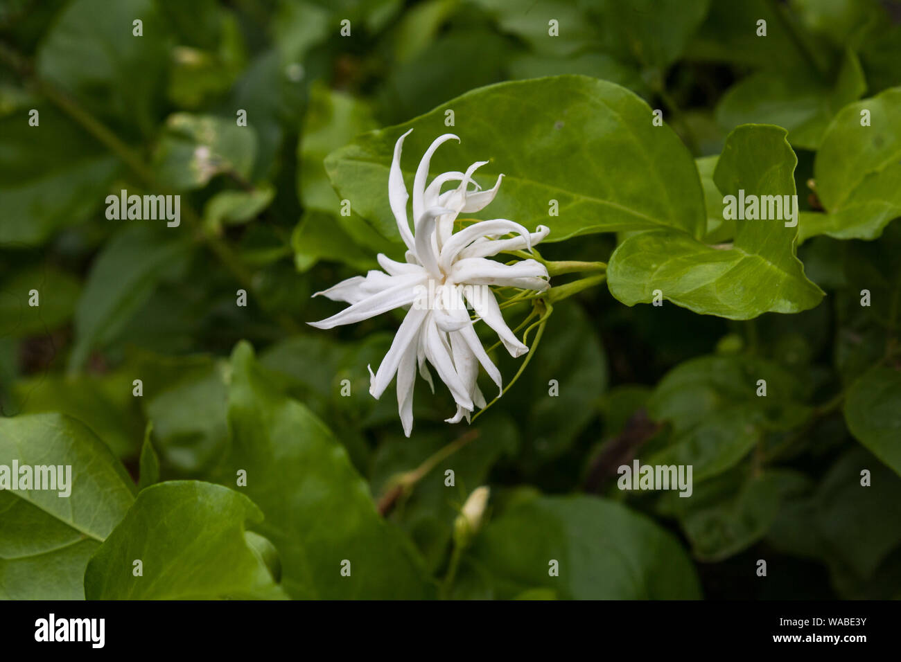 White flower in Lumbini Garden, Lumbini, Nepal Stock Photo