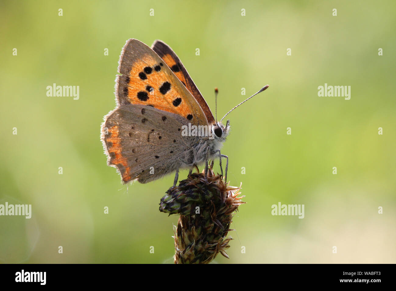 Small Copper Butterfly Stock Photo