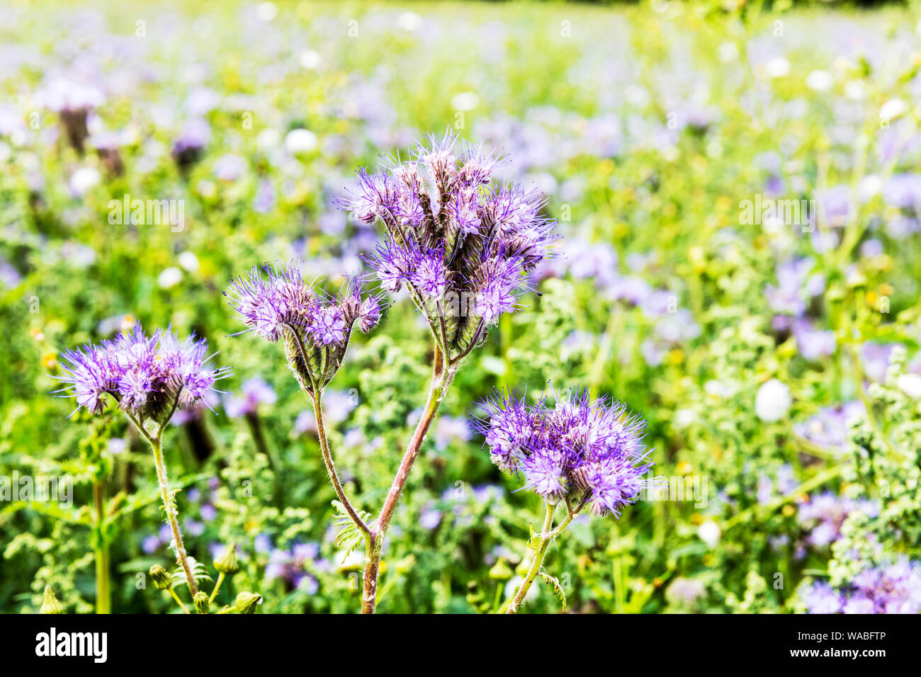 Phacelia tanacetifolia Benth, lacy phacelia, blue tansy, purple tansy, flower, plant, flowers, flowering, Phacelia tanacetifolia, field, meadow, Stock Photo