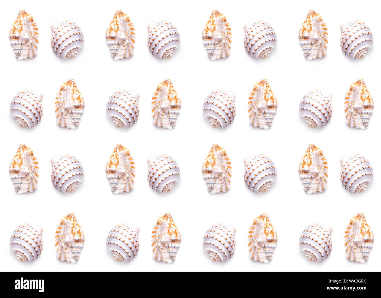 Unique Crustacean Shell Patterns Pattern Sea natural shell, original pattern of marine life. Safety ...