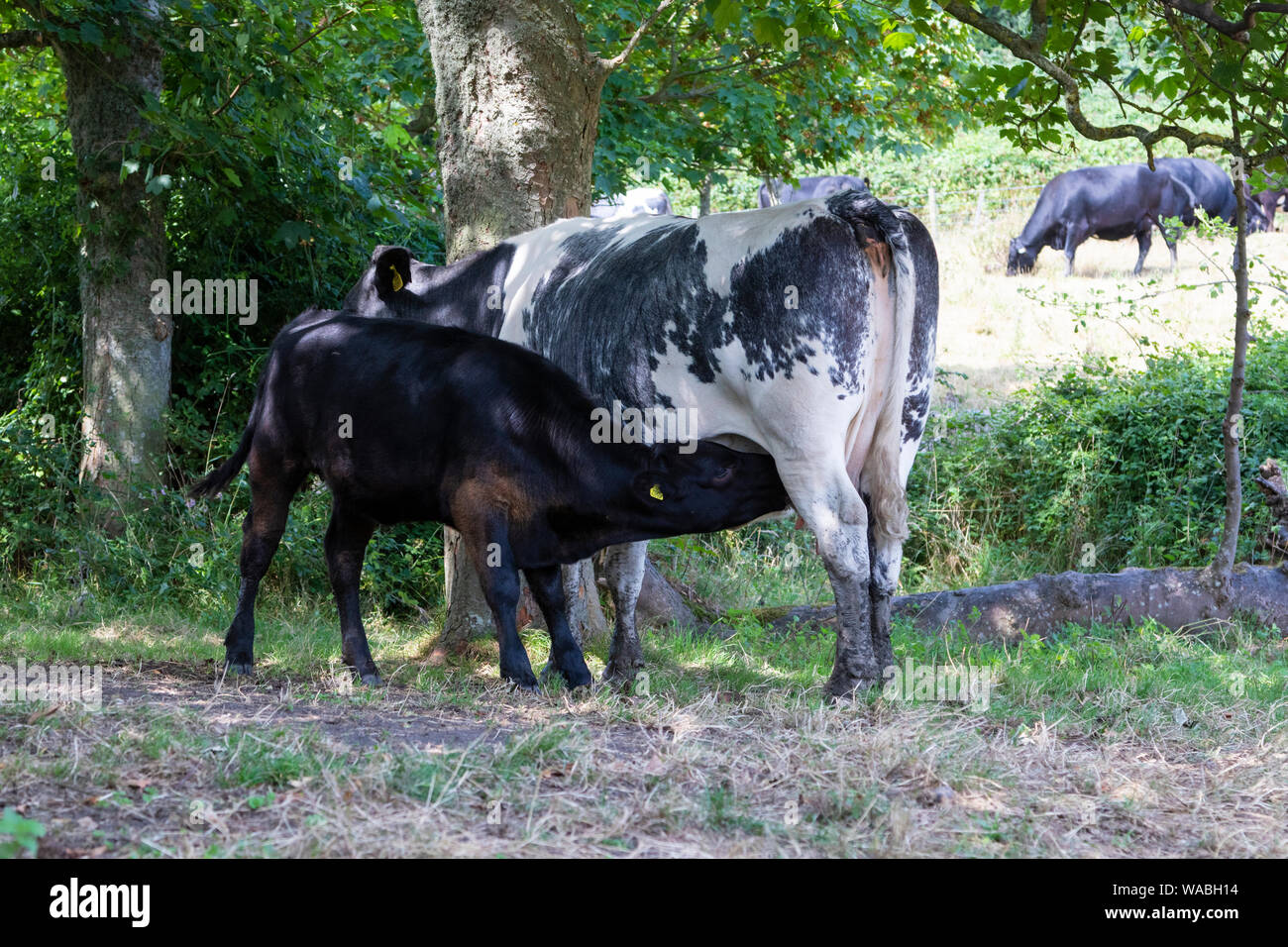 Cow and calf suckling in a field, kent, uk Stock Photo