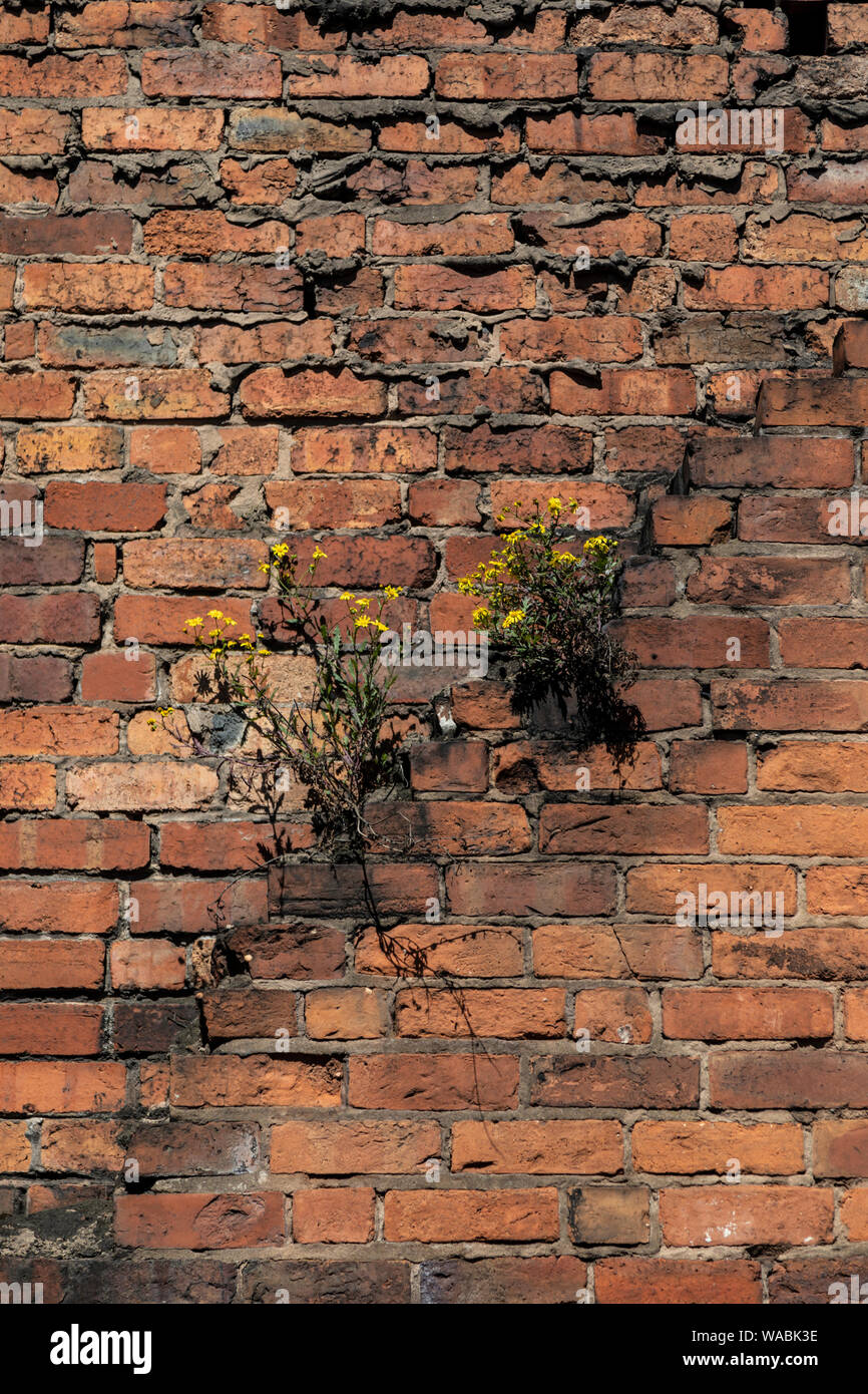 Weeds Growing High Resolution Stock Photography and Images - Alamy