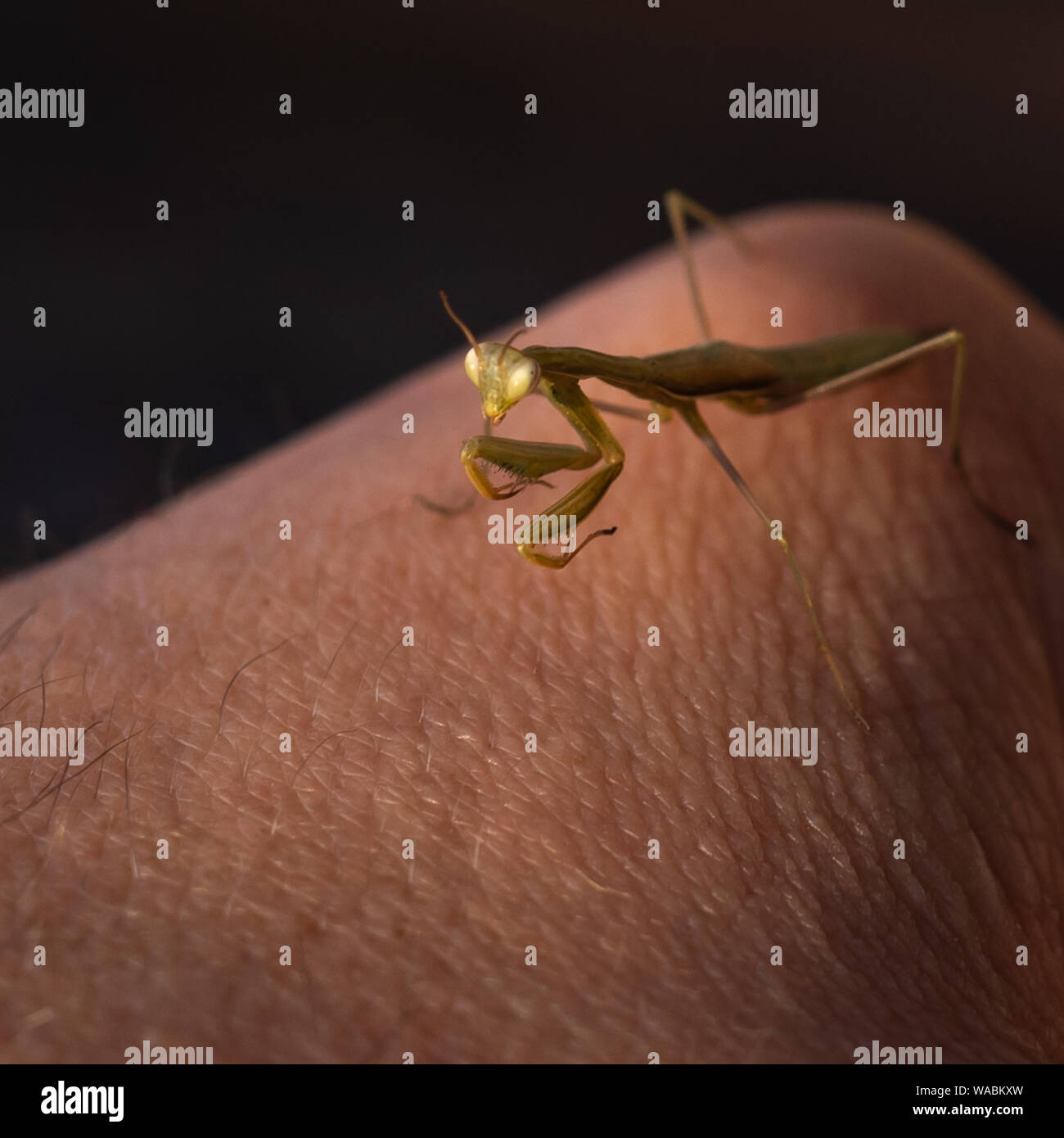 European Mantis, Praying Mantis or Mantis Religiosa Mantidae on hand against black background Stock Photo