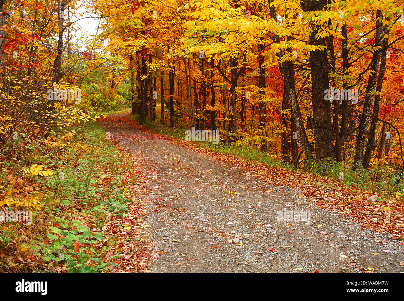 Autumn road with trees hi-res stock photography and images - Alamy
