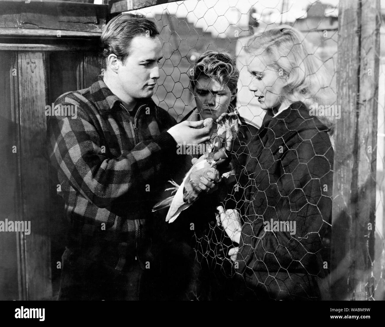 Marlon Brando, Eva Marie Saint, 'On The Waterfront' (1954) Columbia Pictures  File Reference # 33848-491THA Stock Photo
