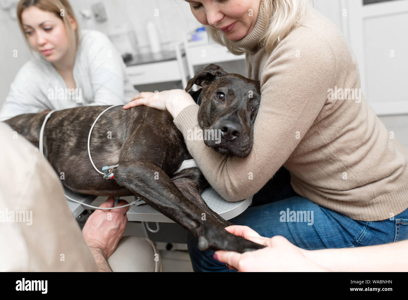 Owner hold down black dog during ultrasound exam in pet clinic Stock Photo  - Alamy