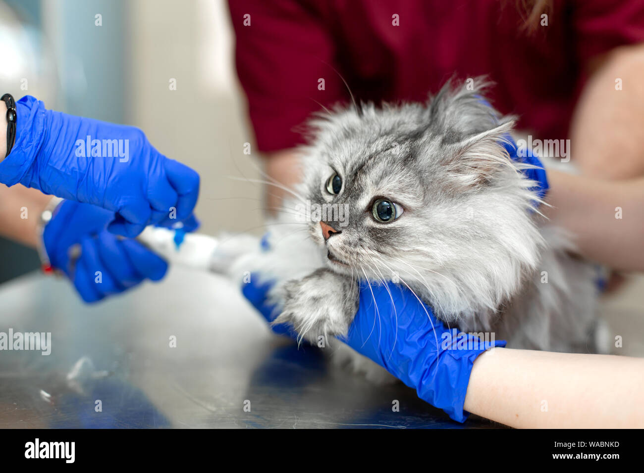 Vets put catheter cat before procedure in clinic Stock Photo Alamy