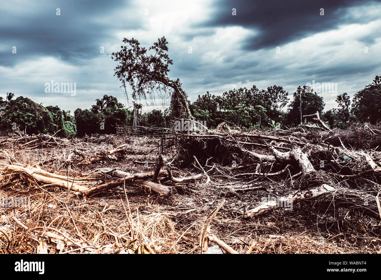 Deforestation environmental damage tropical rain forest destroyed to