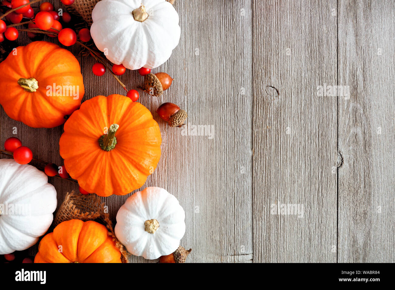 Autumn side border of orange and white pumpkins and berries on a light ...