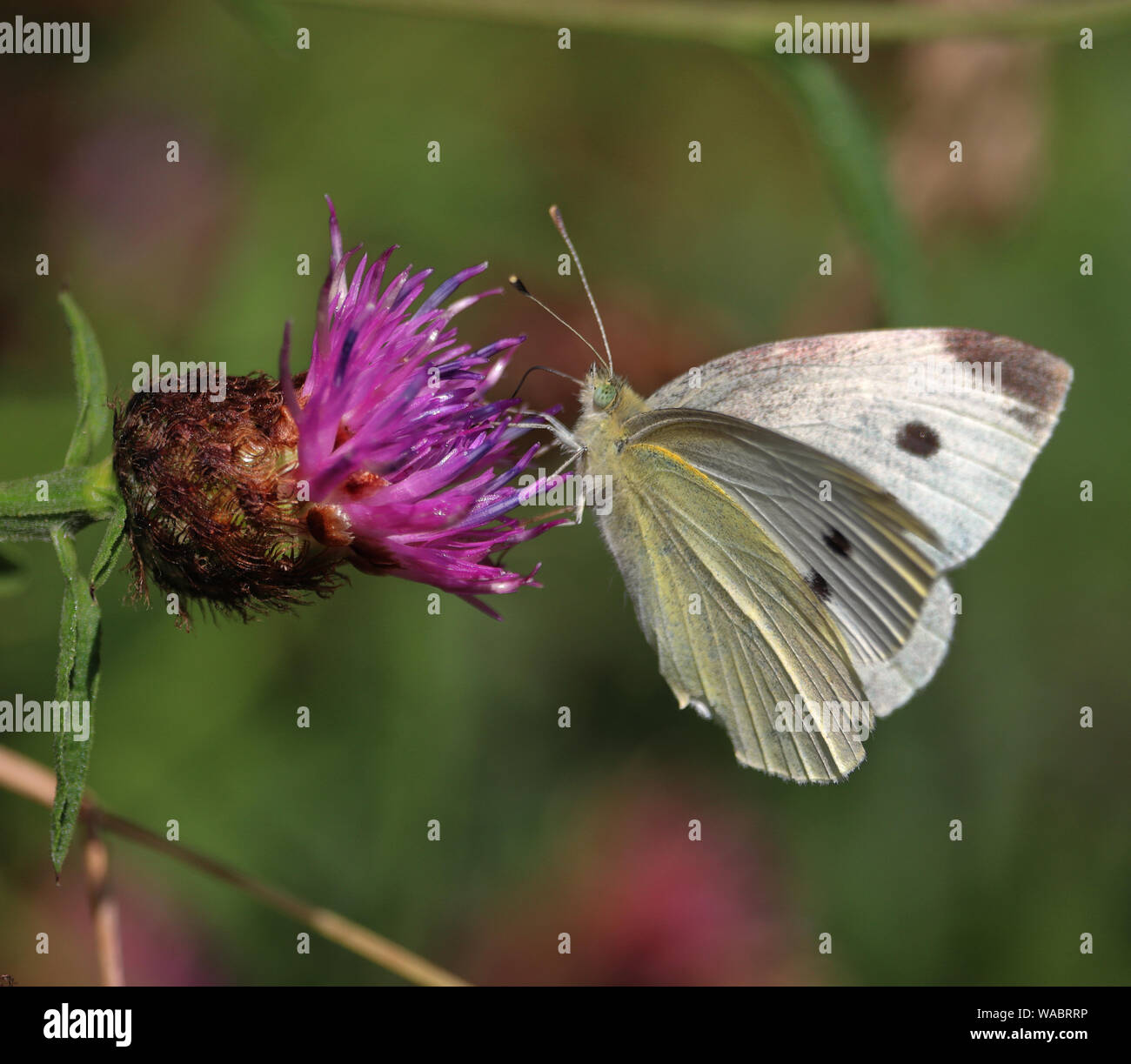 Large White Butterfly sitting on a thistle flower (Pieris brassicae) Stock Photo