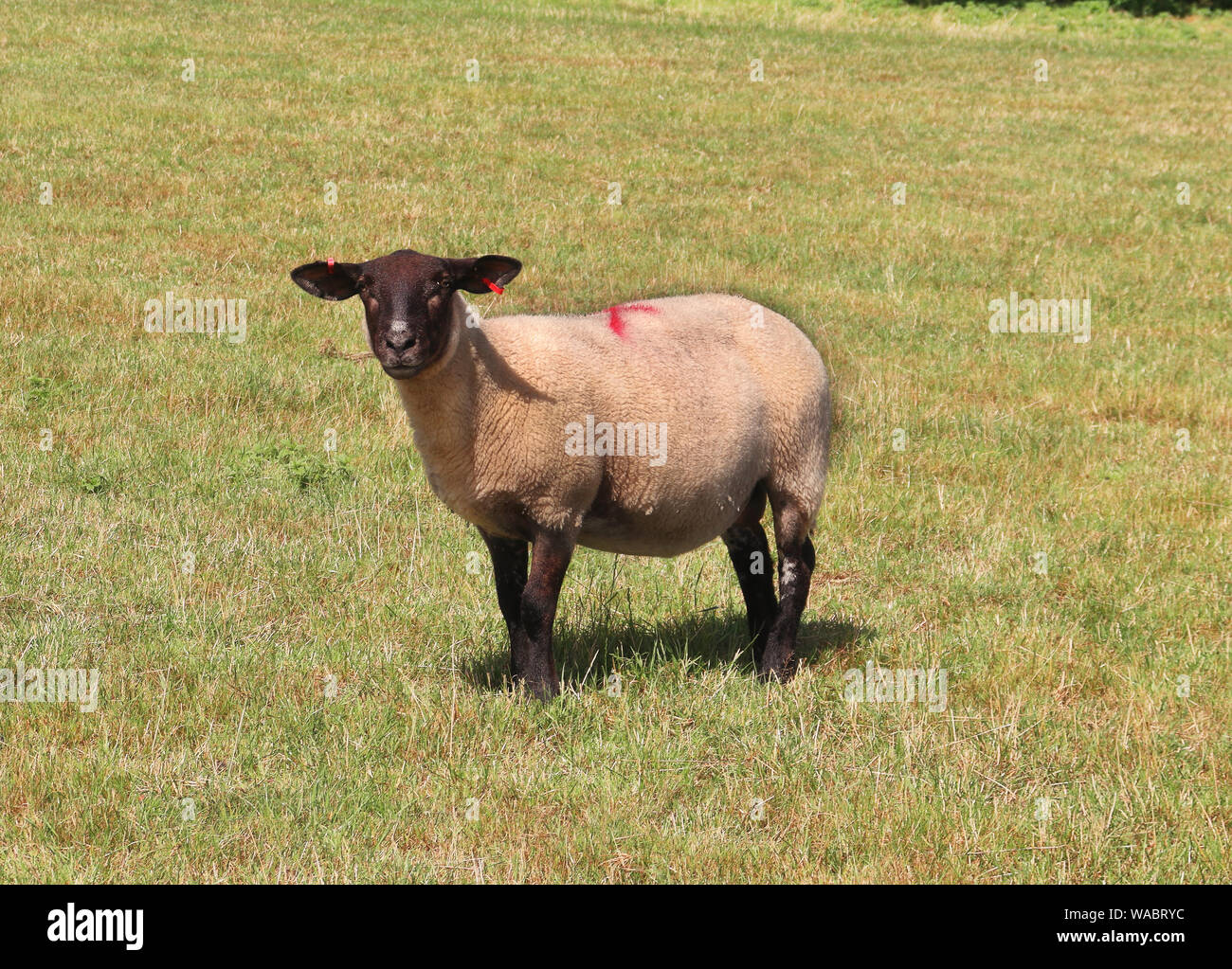 Suffolk sheep in an English Meadow Stock Photo