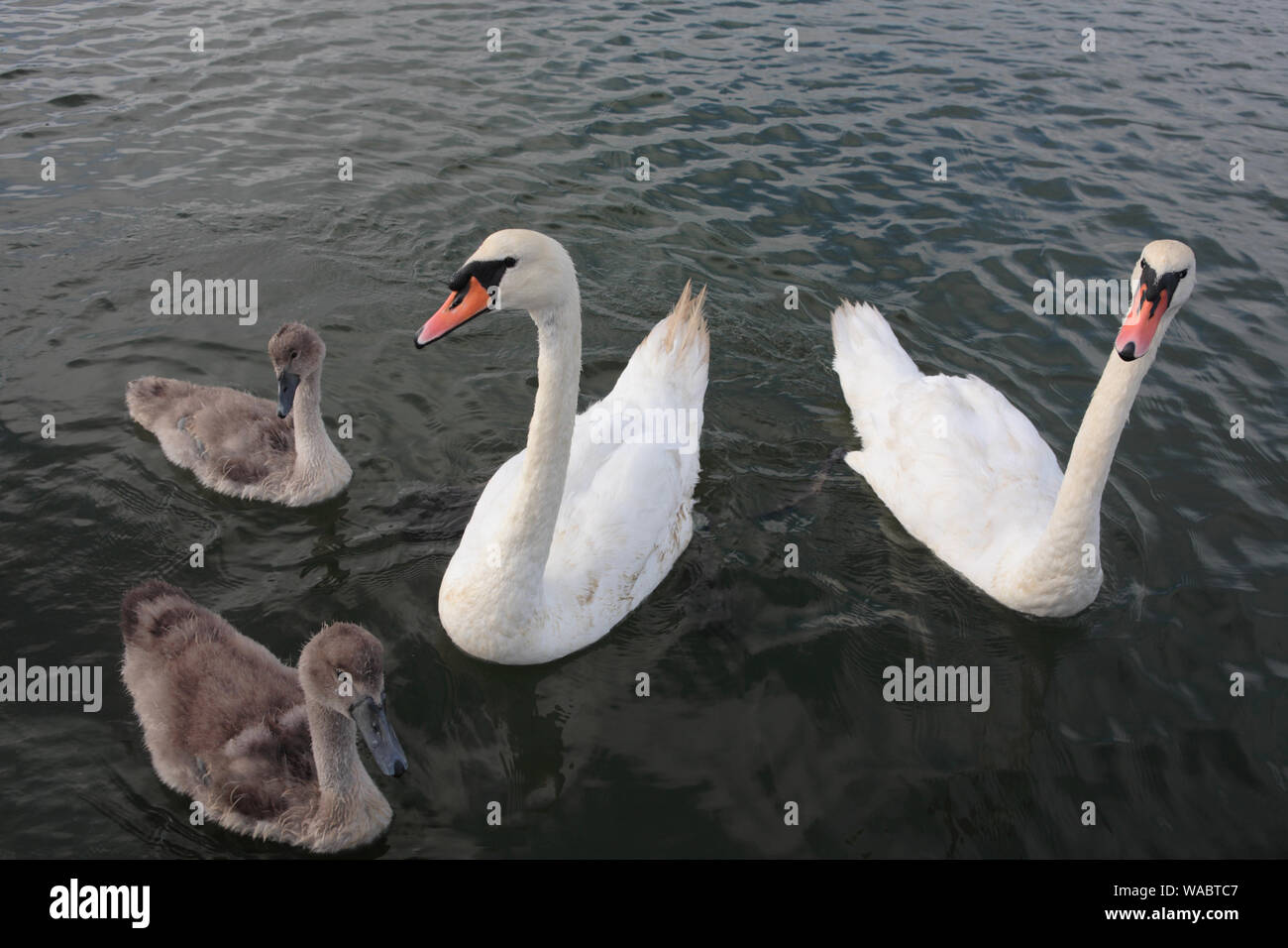 Early morning on the Lynher or St Germans River at Antony Passage, Cornwall, UK: a family of swans visit for food Stock Photo