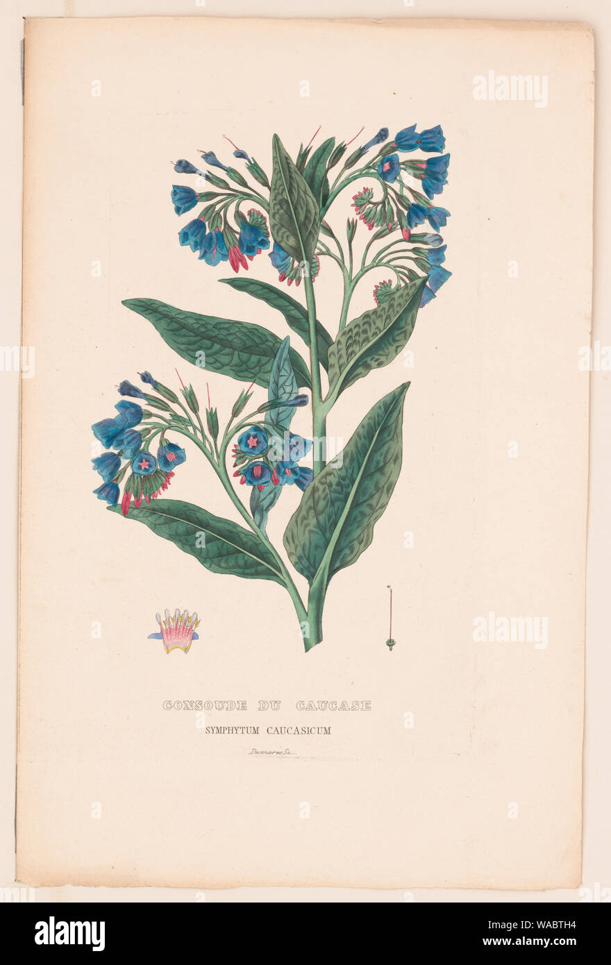 Consoude du caucase, symphytum caucasicum Stock Photo