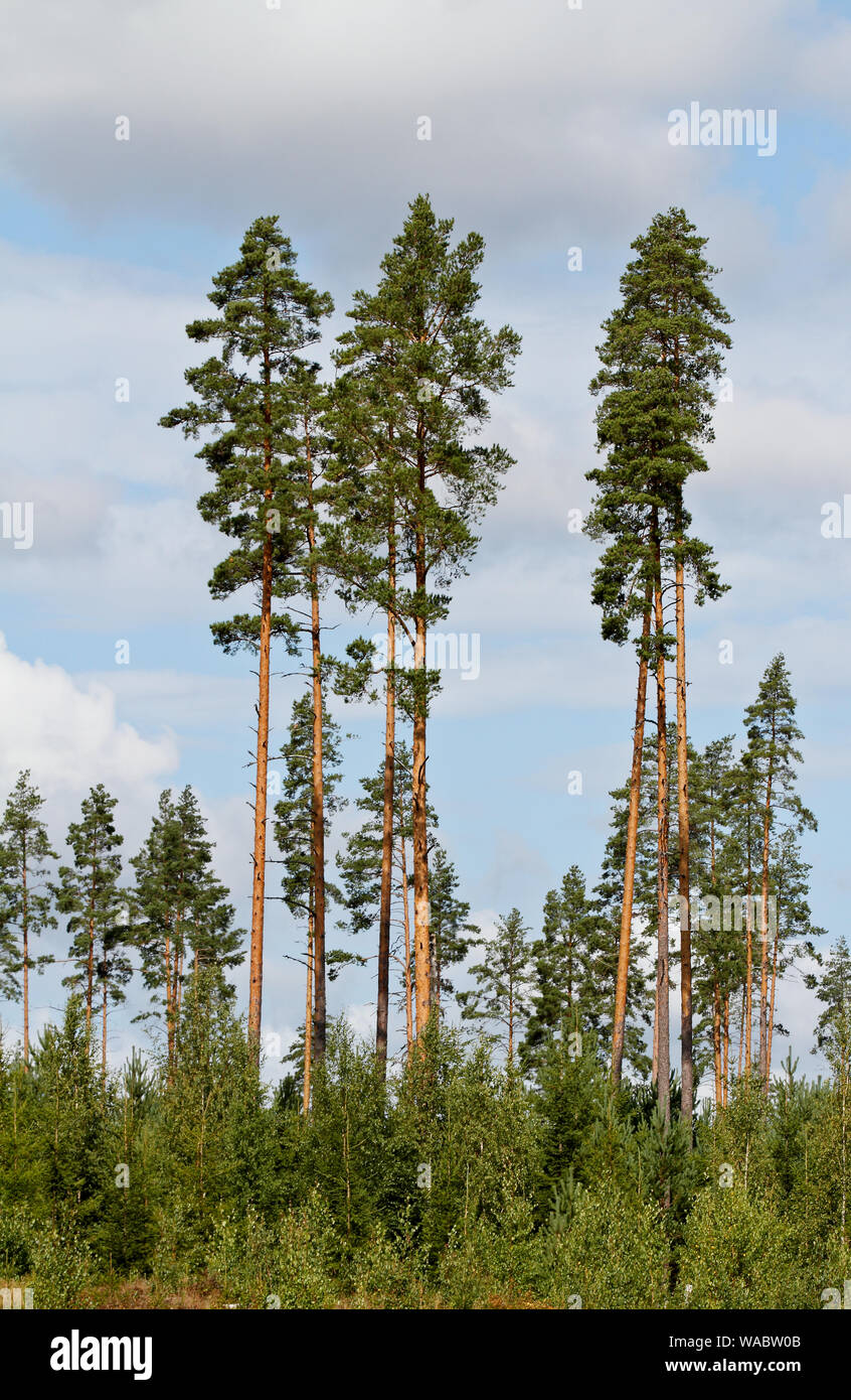 Tall pine trees against the blue and white sky in summer Stock Photo ...