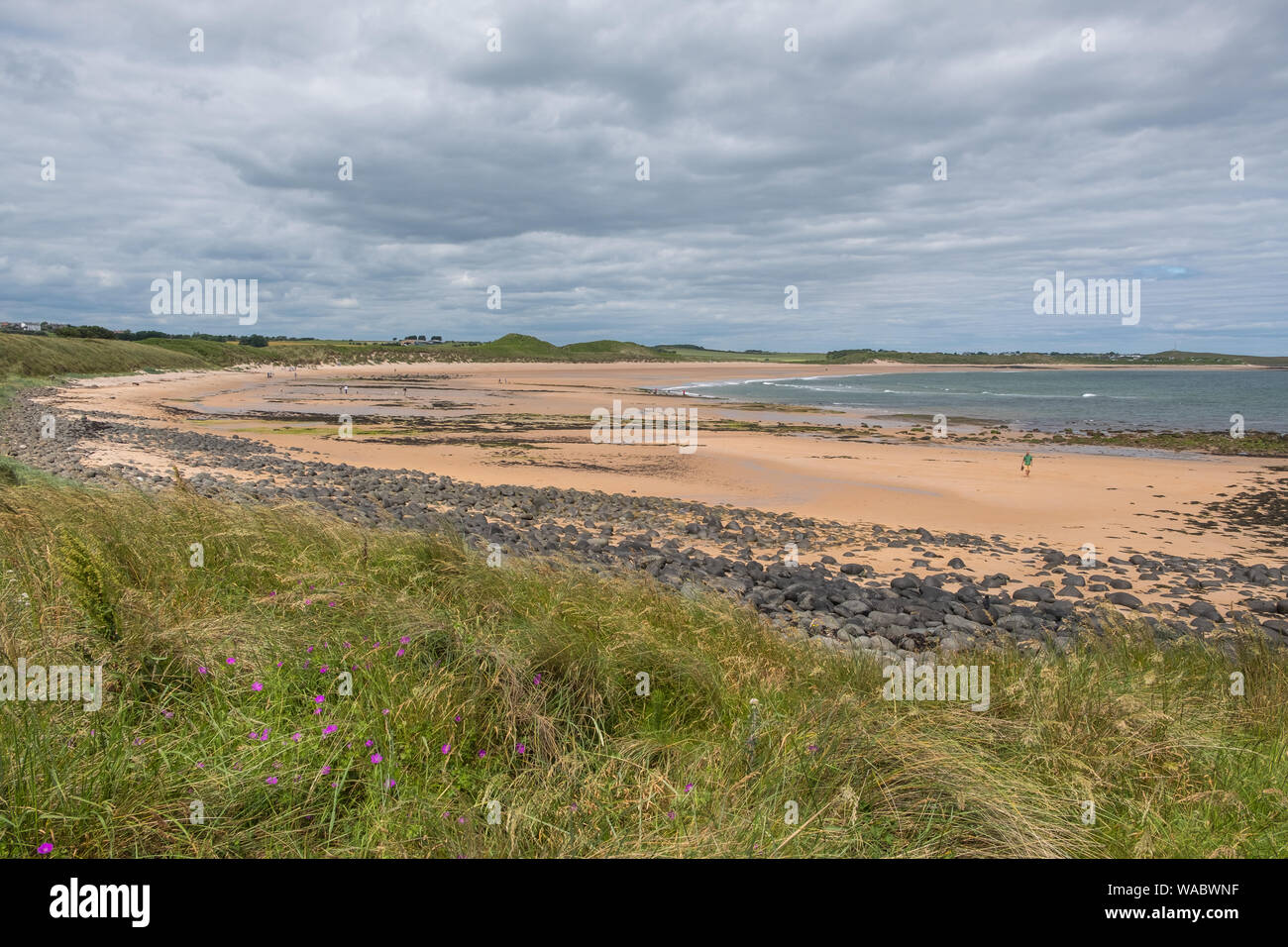 Sandy Northumberland coastline near Dunstanburgh Castle, Alnwick, Northumberland, UK Stock Photo