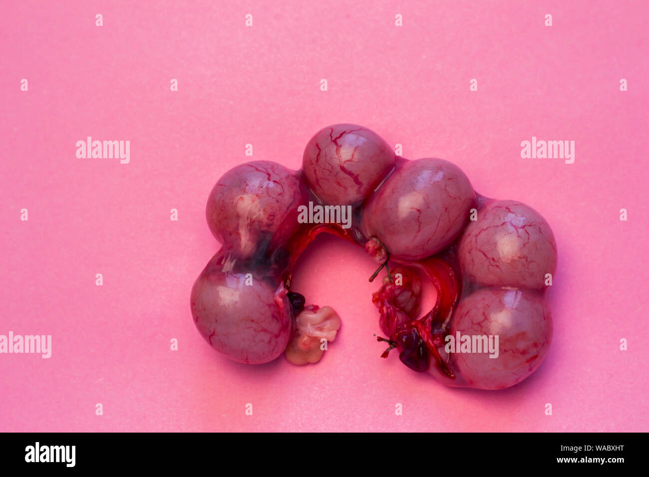 pregnant uterus of a cat in 3 weeks isolated Stock Photo - Alamy