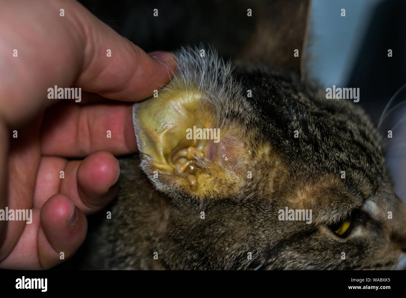 Cat jaundice treatment online