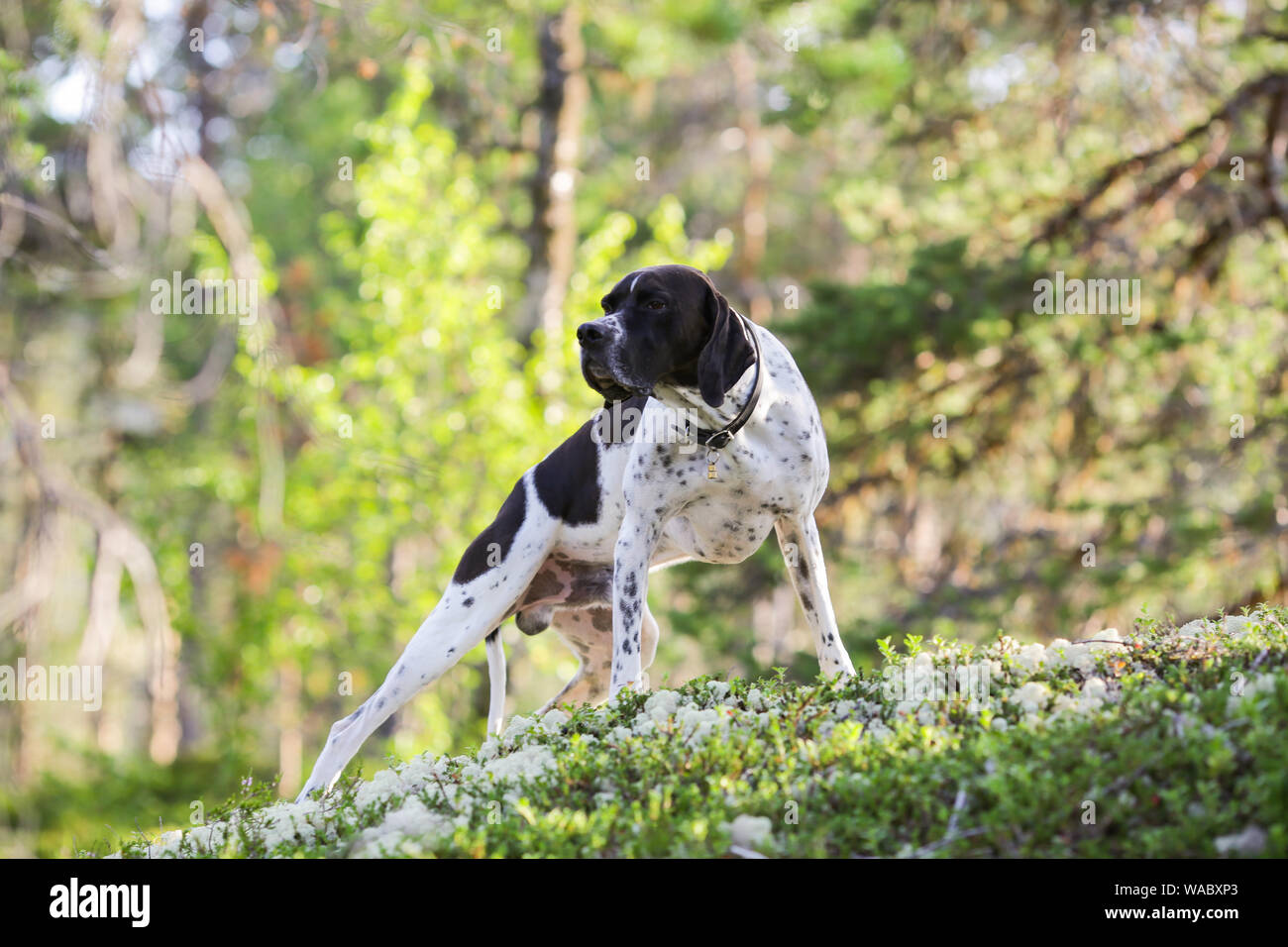 Dog english pointer standing in the forest Stock Photo - Alamy