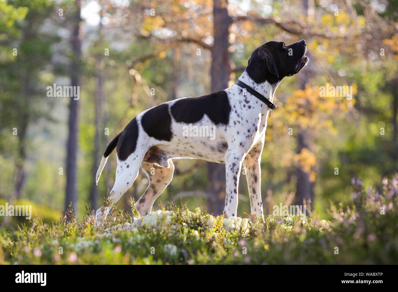 Dog english pointer standing in the forest Stock Photo - Alamy