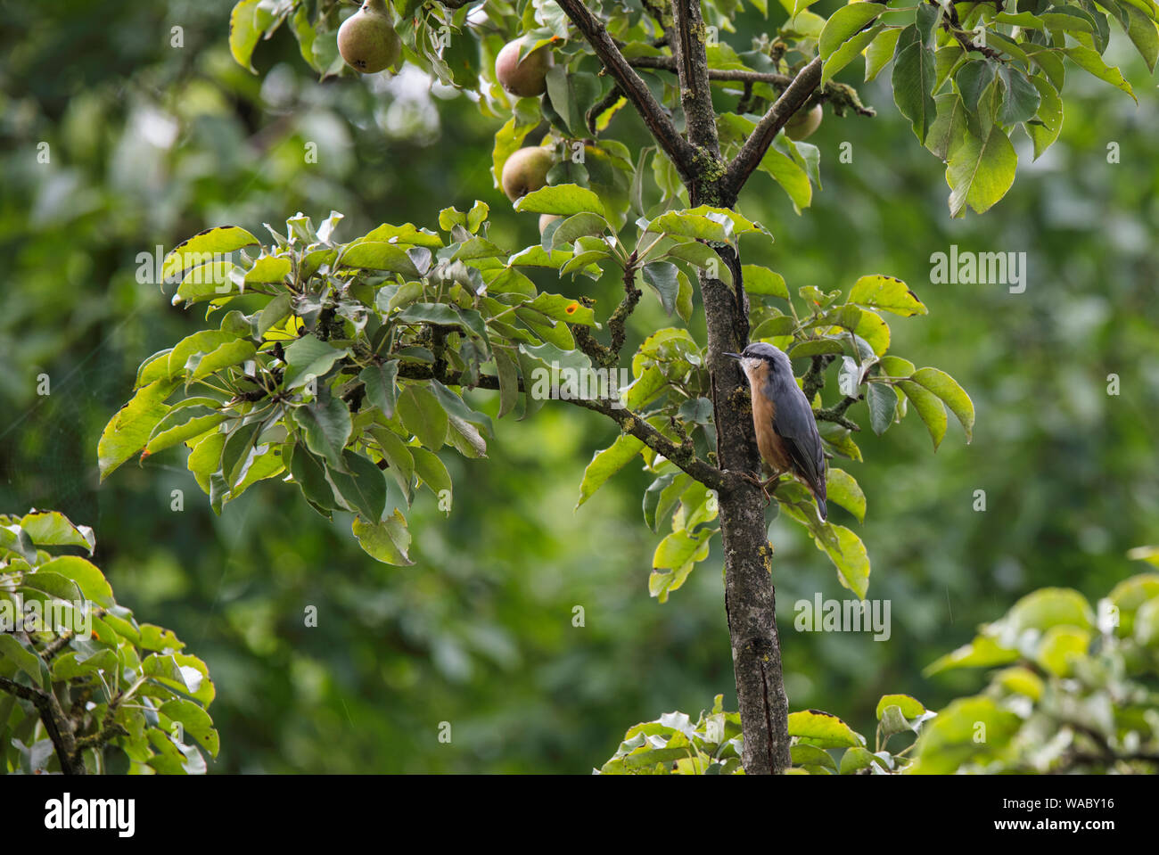 Spring Fruit Casita Bird Feeder main image 1