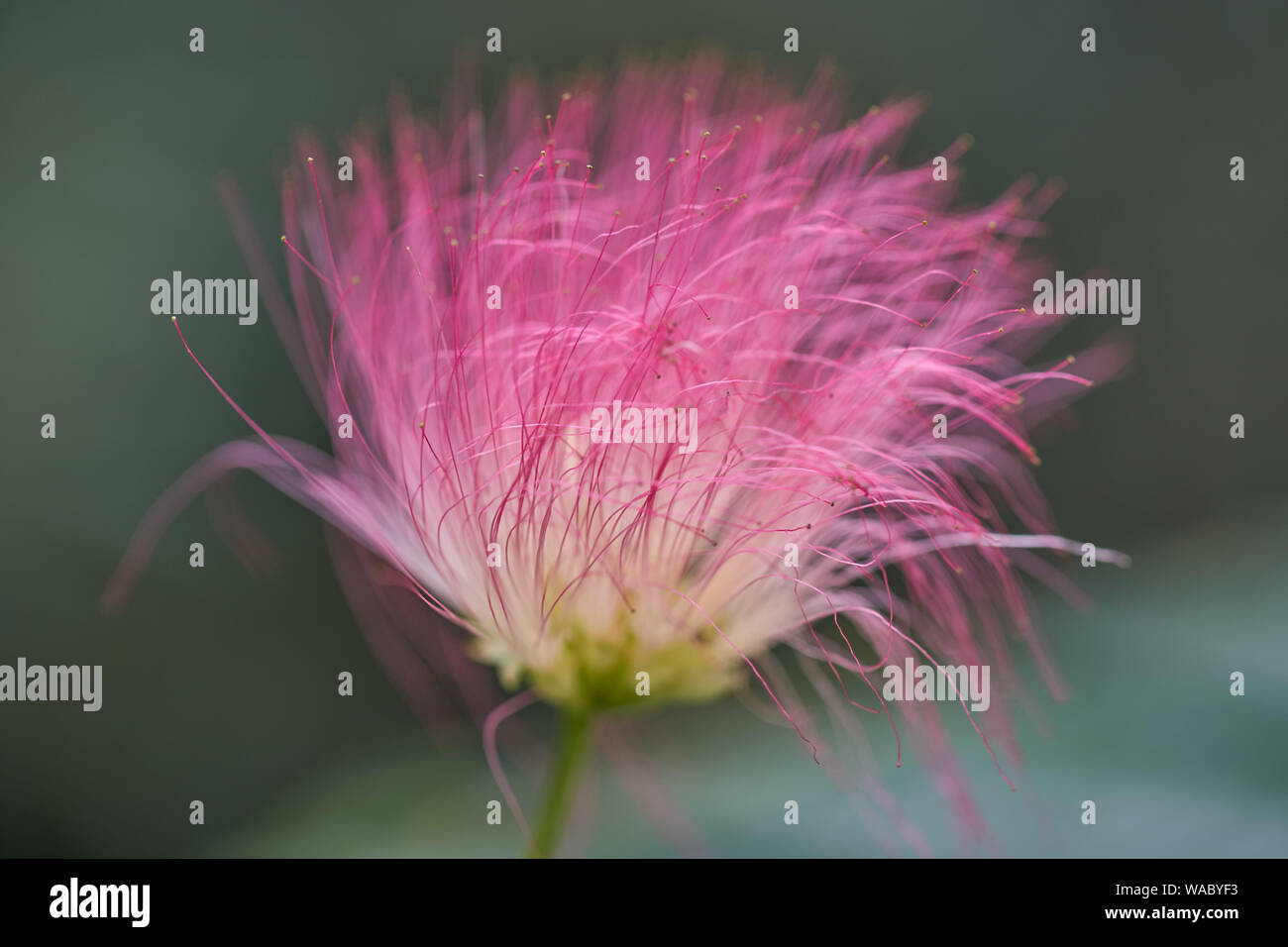 julibrissin Persian silk tree, pink silk tree inflorescence