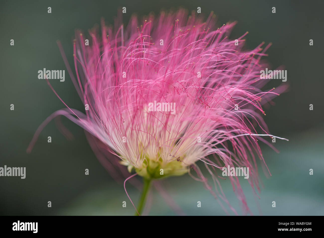 julibrissin Persian silk tree, pink silk tree inflorescence