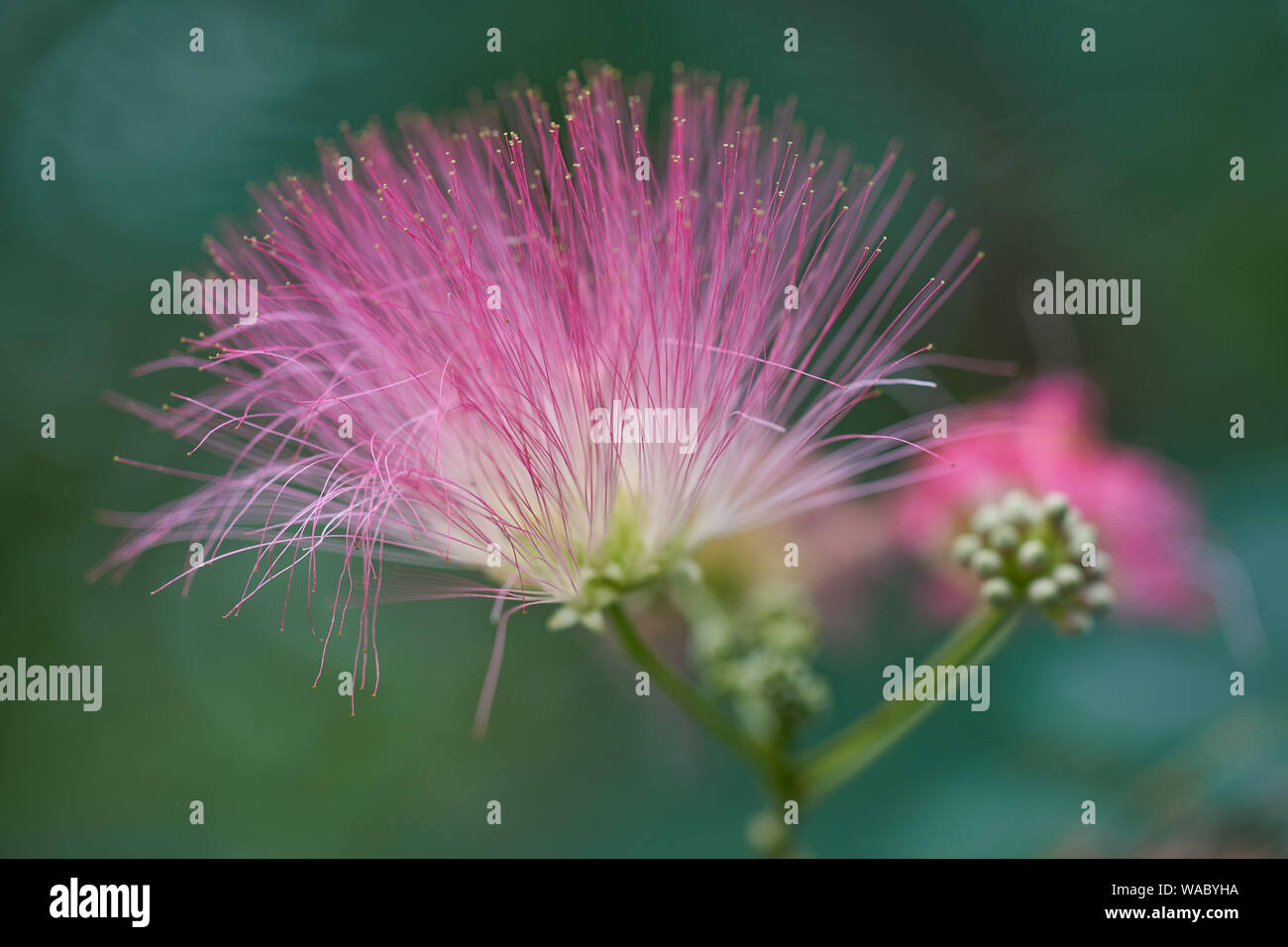 julibrissin Persian silk tree, pink silk tree inflorescence Stock Photo Alamy