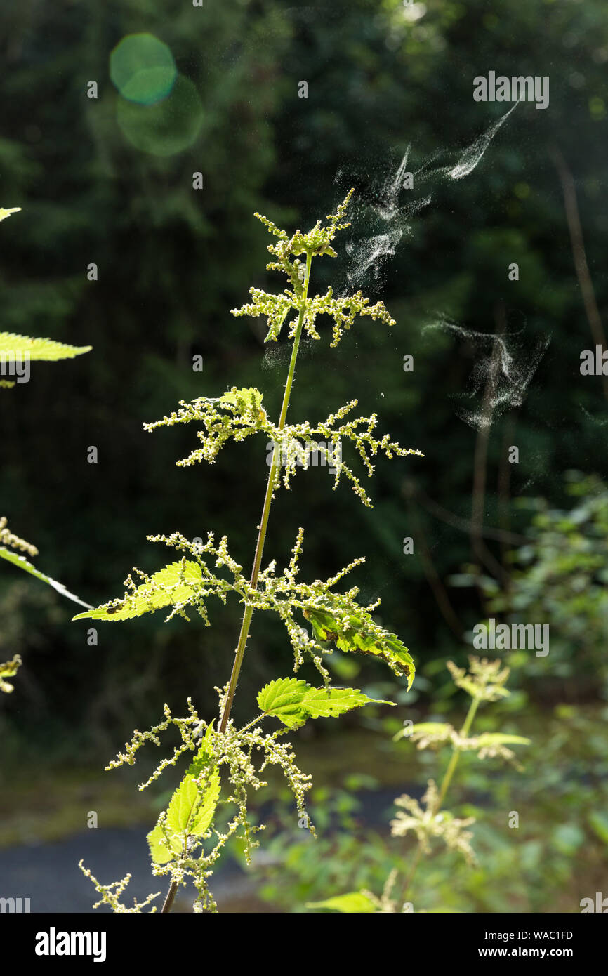 Nettle pollination hires stock photography and images Alamy
