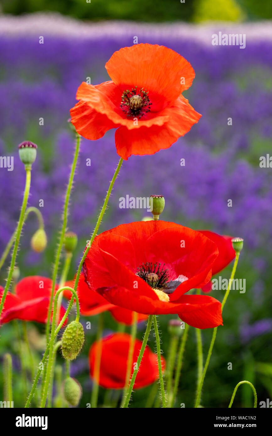 Red poppies in a field of purple lavender. Portrait orientation, focus ...