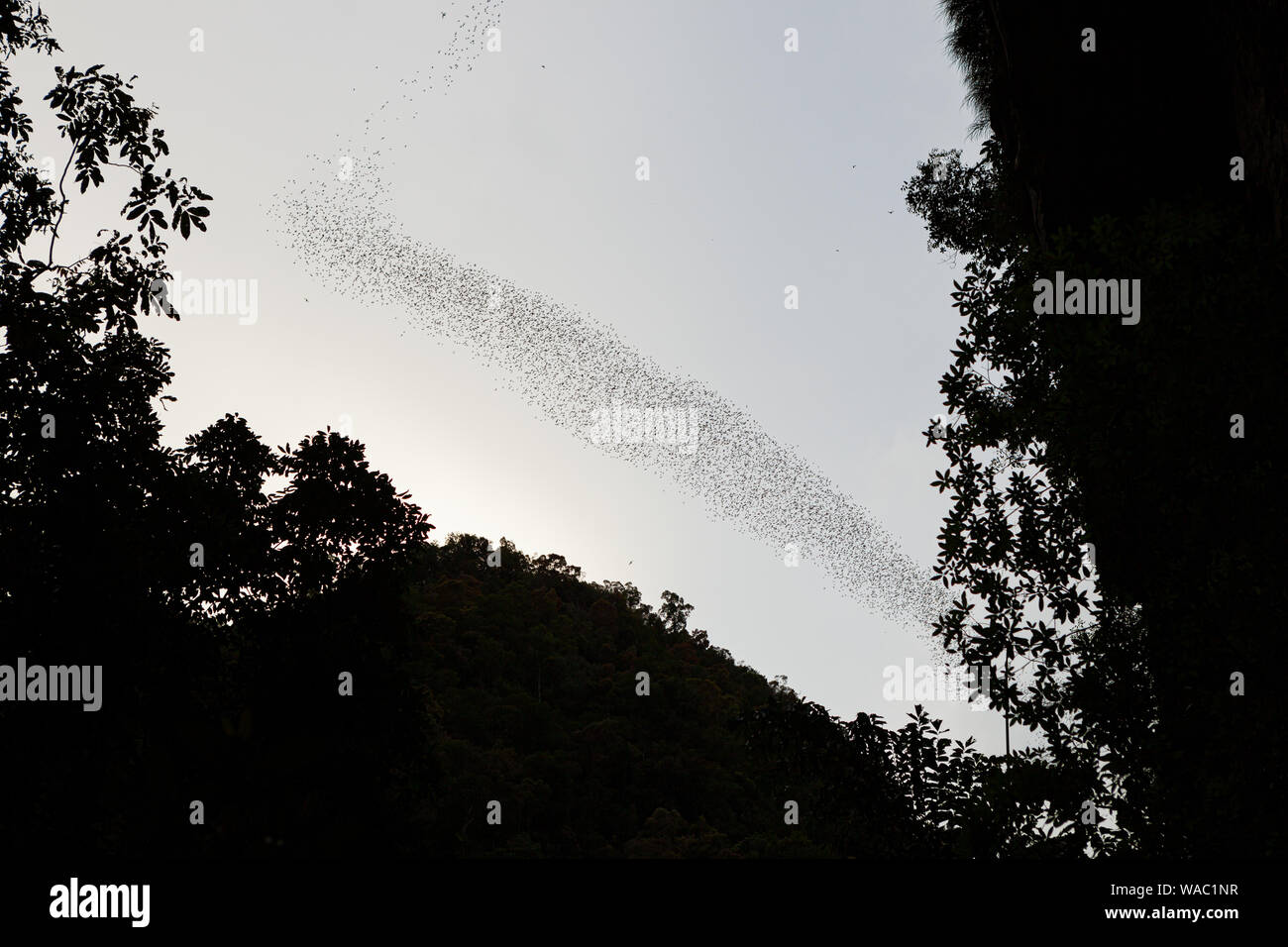 Bats flying in Gunung Mulu national park Stock Photo