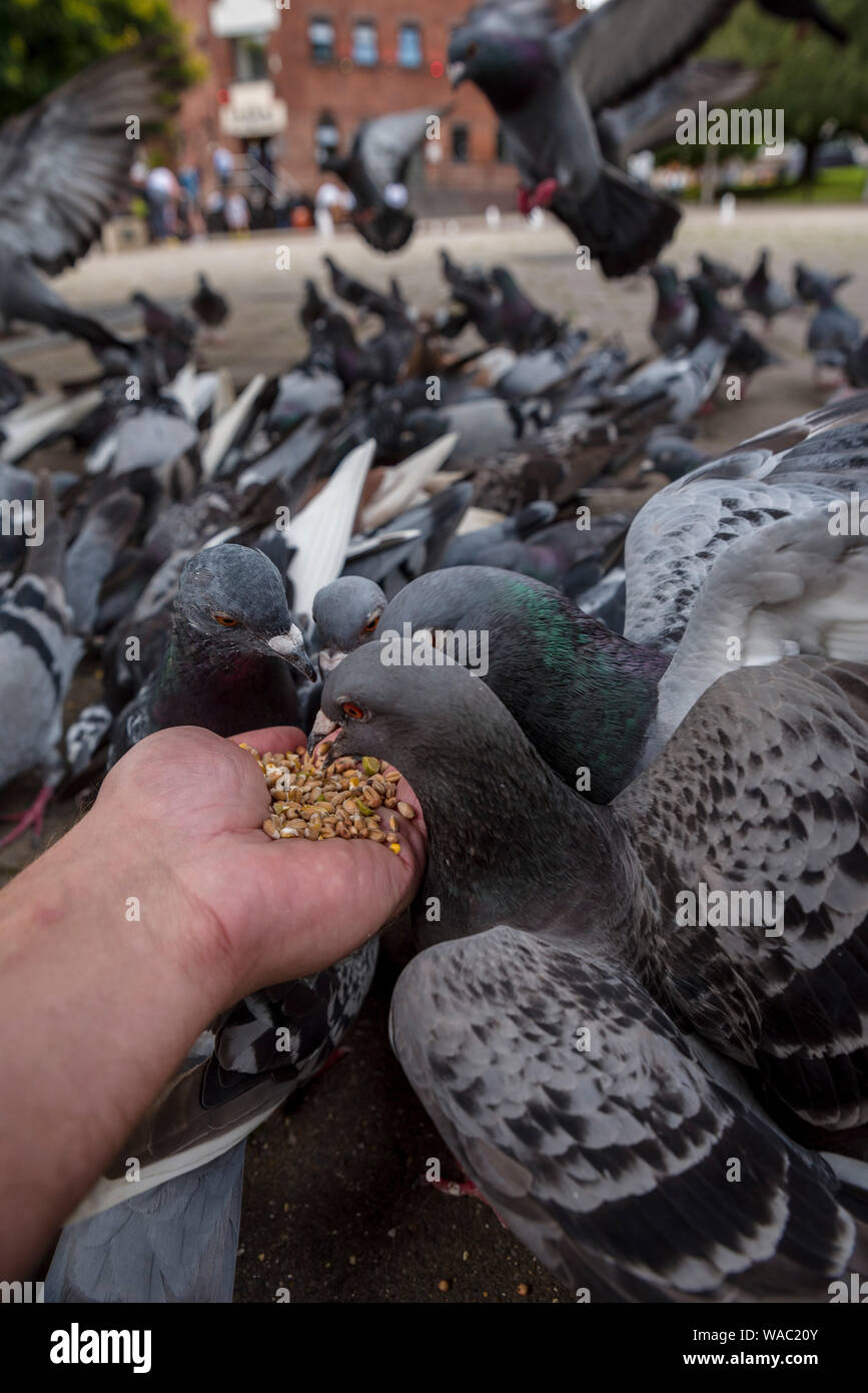 pigeon, feeding pigeon Stock Photo Alamy