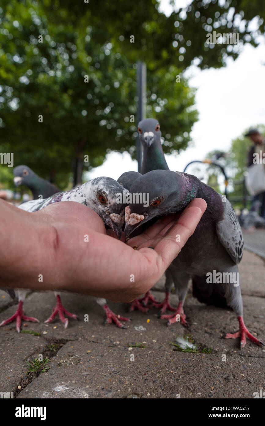 pigeon, feeding pigeon Stock Photo Alamy