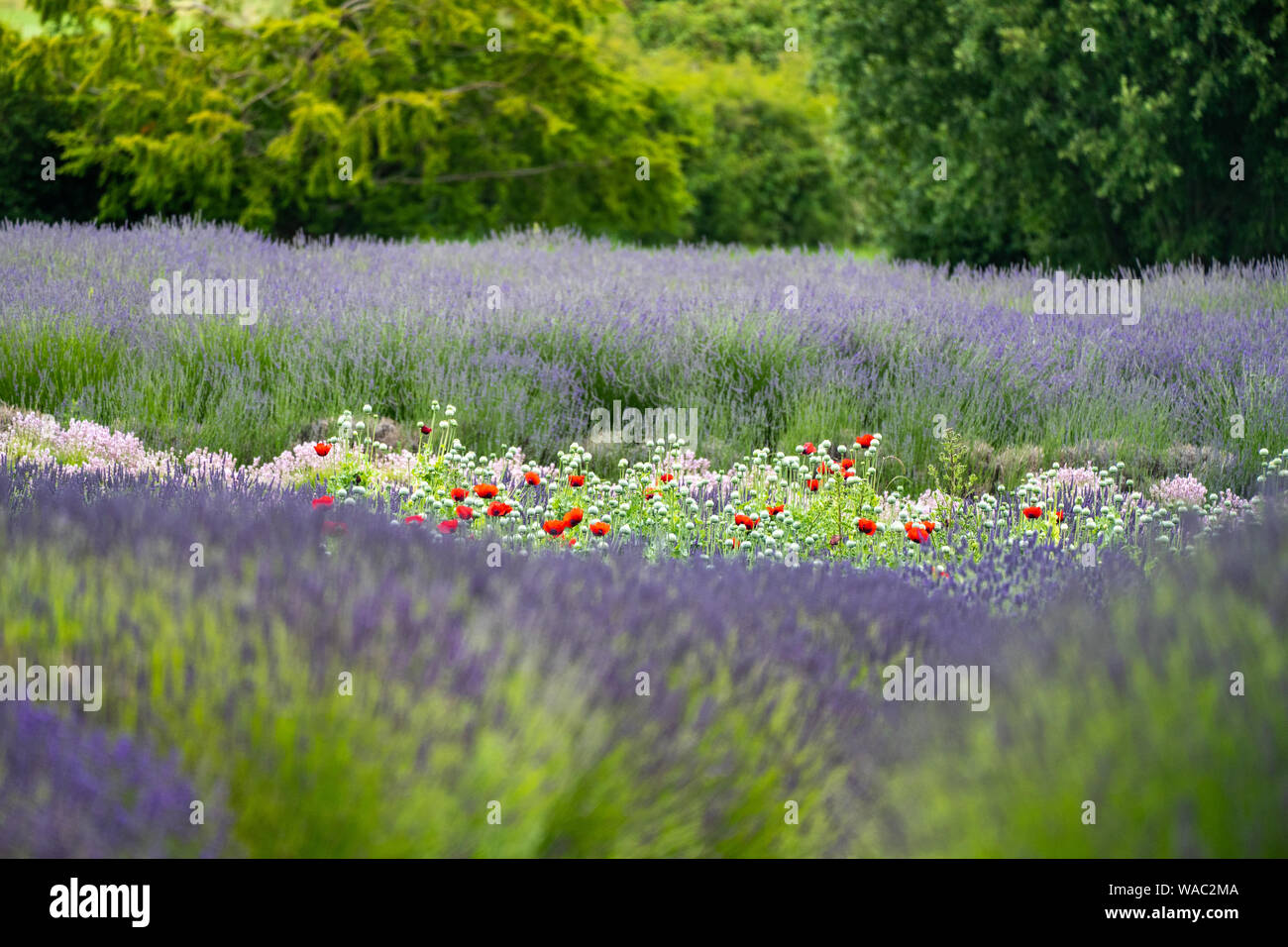 Lavender and poppies hi-res stock photography and images - Alamy