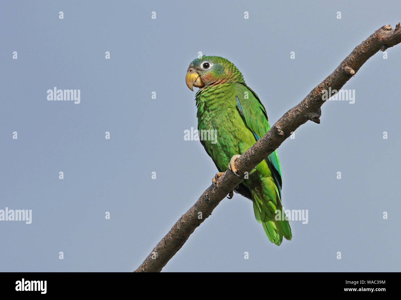 Yellow-billed Parrot (Amazona collaria) adult perched on branch (Jamaican endemic species)  Hope Gardens, Jamaica                April Stock Photo