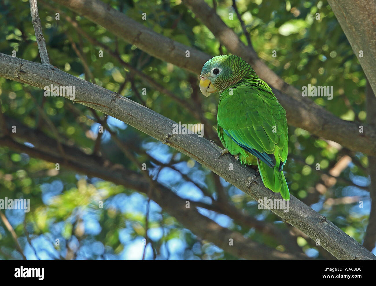Yellow-billed Parrot (Amazona collaria) adult perched on branch (Jamaican endemic species)  Hope Gardens, Jamaica                December Stock Photo