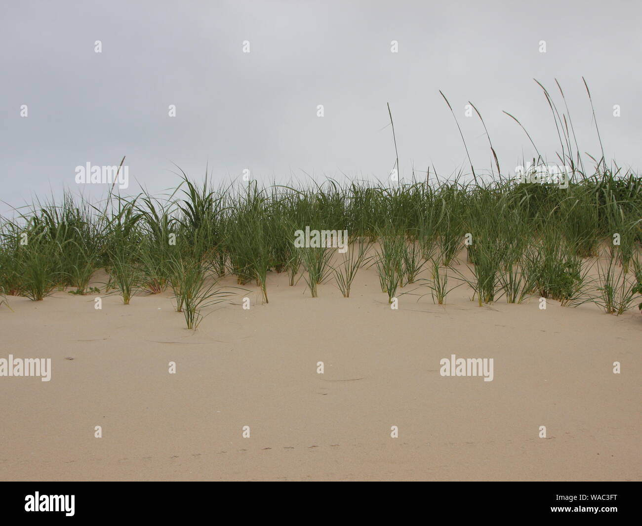 Top of Sand Dune at West Coast of Denmark with Wild Rye and Beachgrass Stock Photo