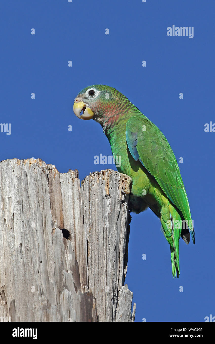 Yellow-billed Parrot (Amazona collaria) adult perched on old post (Jamaican endemic species)  Hope Gardens, Jamaica                December Stock Photo