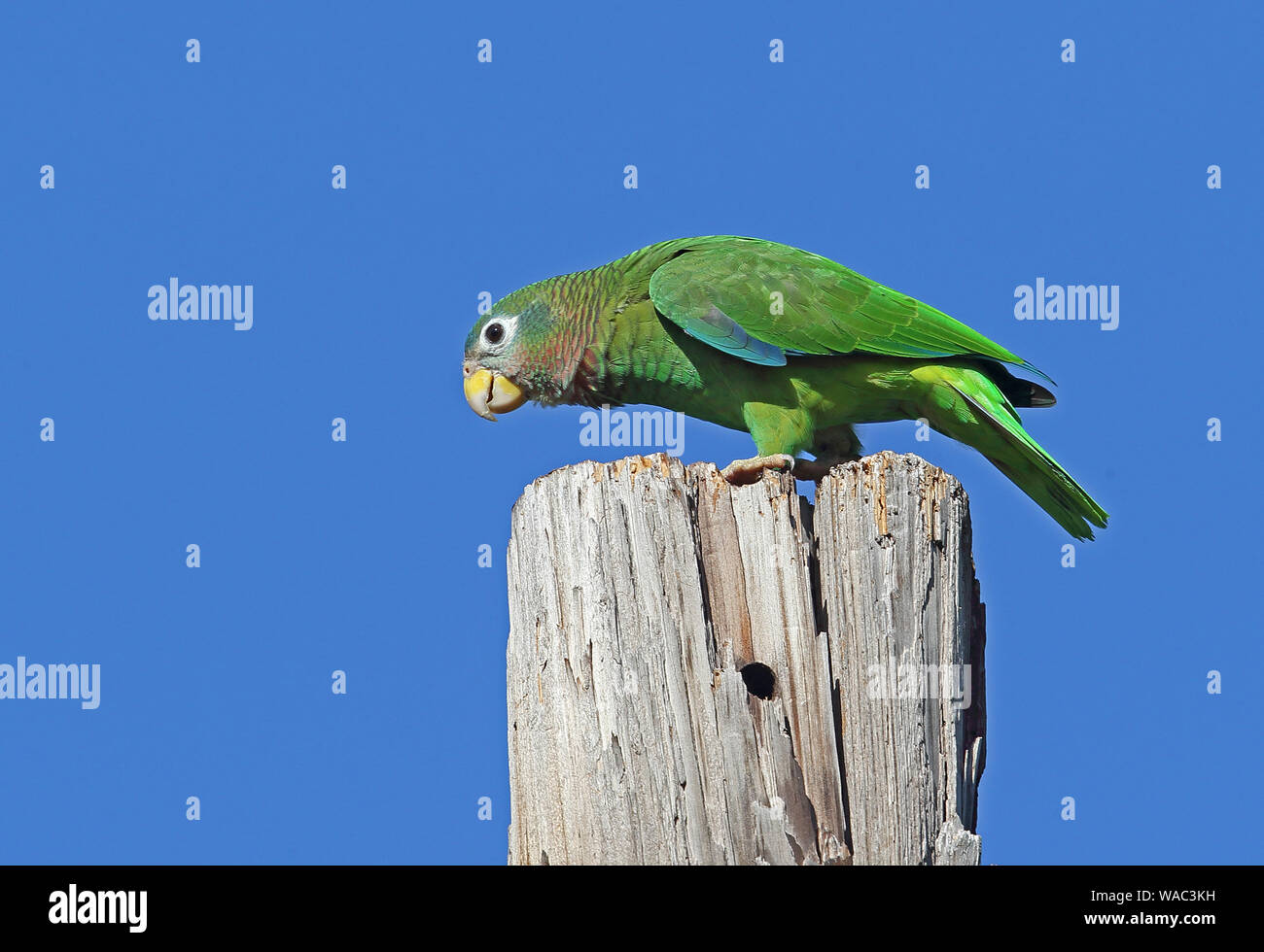 Yellow-billed Parrot (Amazona collaria) adult perched on old post (Jamaican endemic species)  Hope Gardens, Jamaica                December Stock Photo