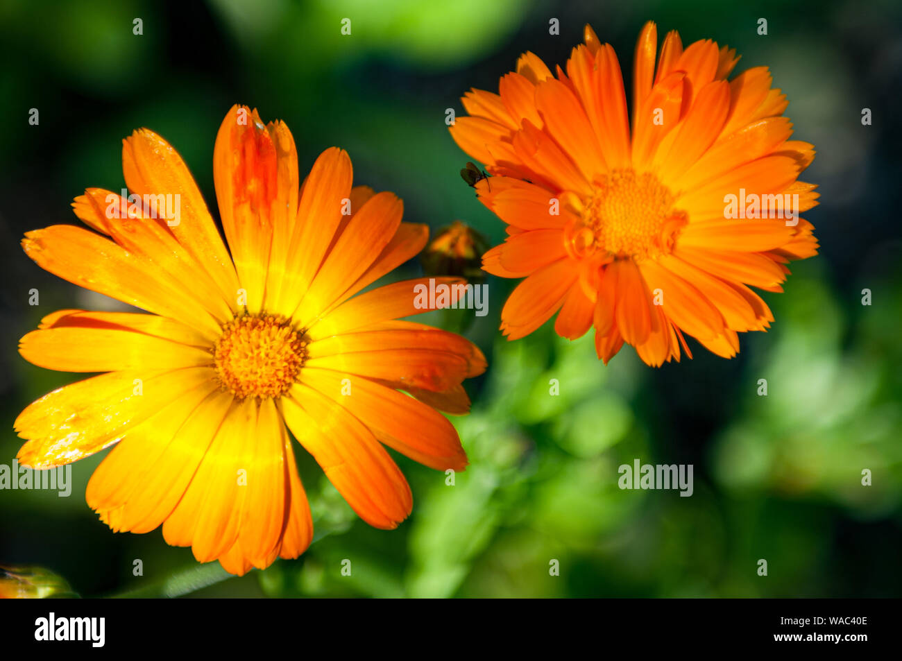 Two beautiful orange English Marigold flowers (Calendula Officinalis) with a little bug on one of the petals. Part of the Buttercup family. Stock Photo