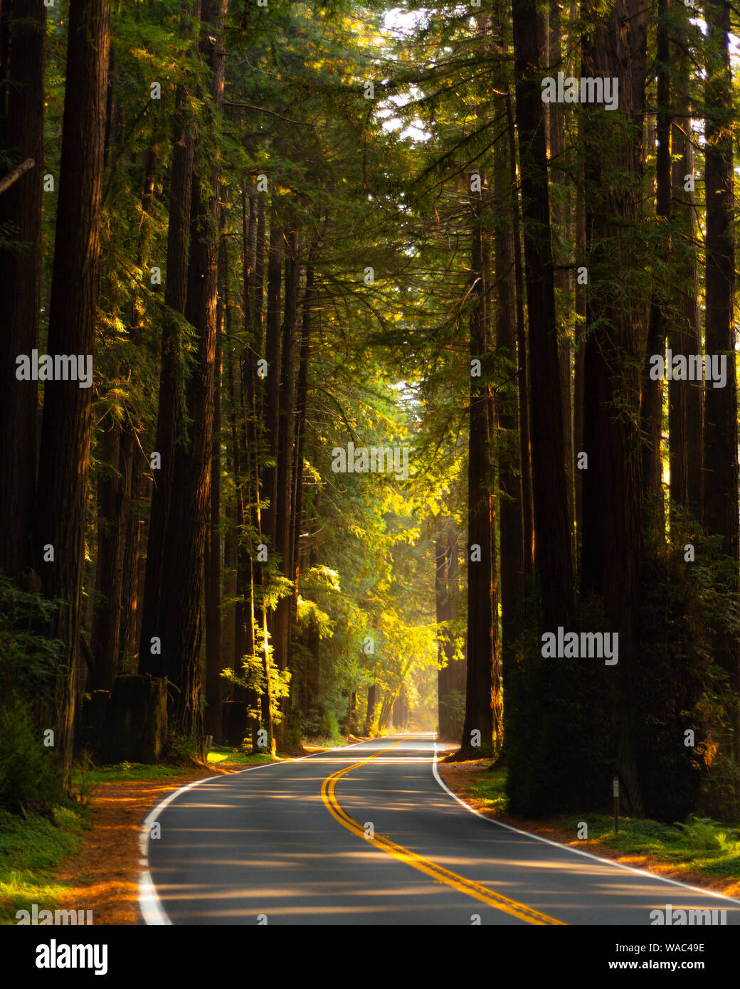 Highway 128 in Mendocino in the Old Growth Redwoods Stock Photo