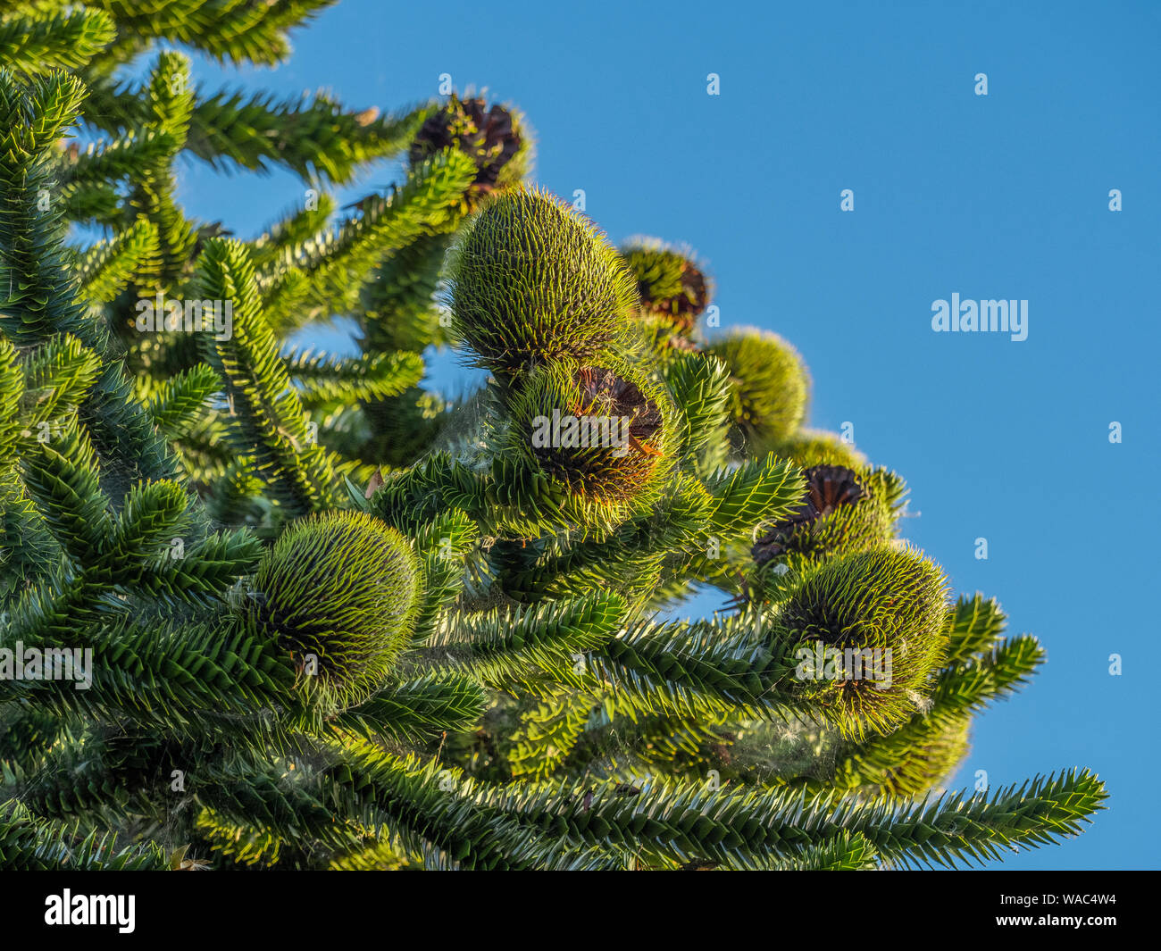 Female Cones On A Monkey Puzzle Tree A Slow Growing Evergreen Conifer Which Can Live To 700 Years The Nut Like Seeds Produced By The Female Cones Are Stock Photo Alamy