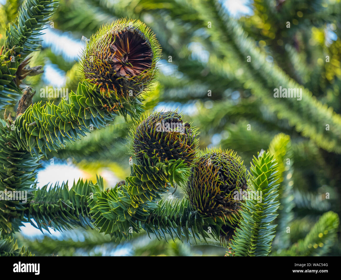 Close Up Of The Female Fruit Of The Monkey Puzzle Tree Araucaria Araucana The Nut Like Seeds Produced By The Female Cones Are Edible Stock Photo Alamy