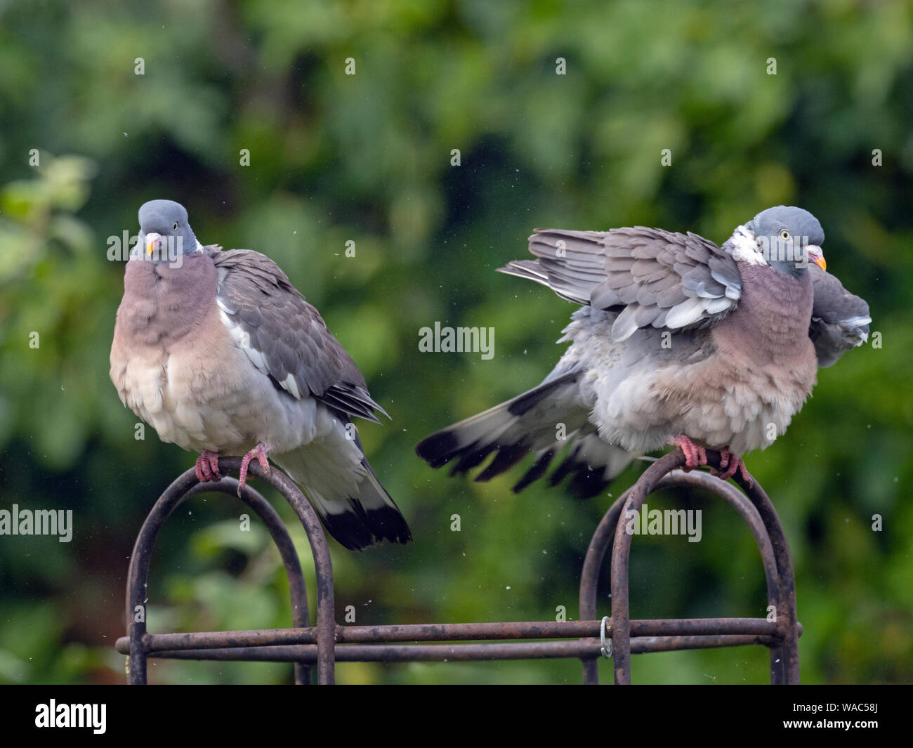 Wood Pigeon Columba palumbus pair on rose trellis after rain shower Stock Photo
