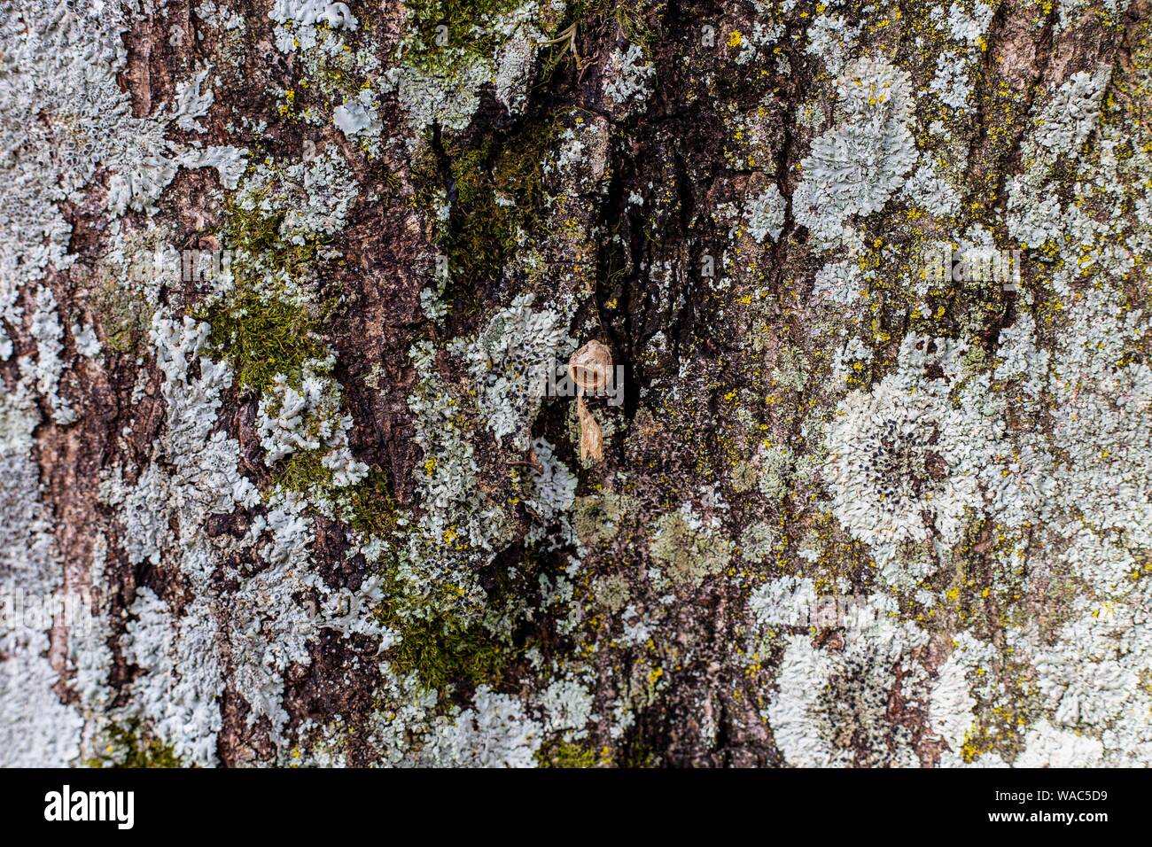 Tree bark located in the municipal forest Stock Photo