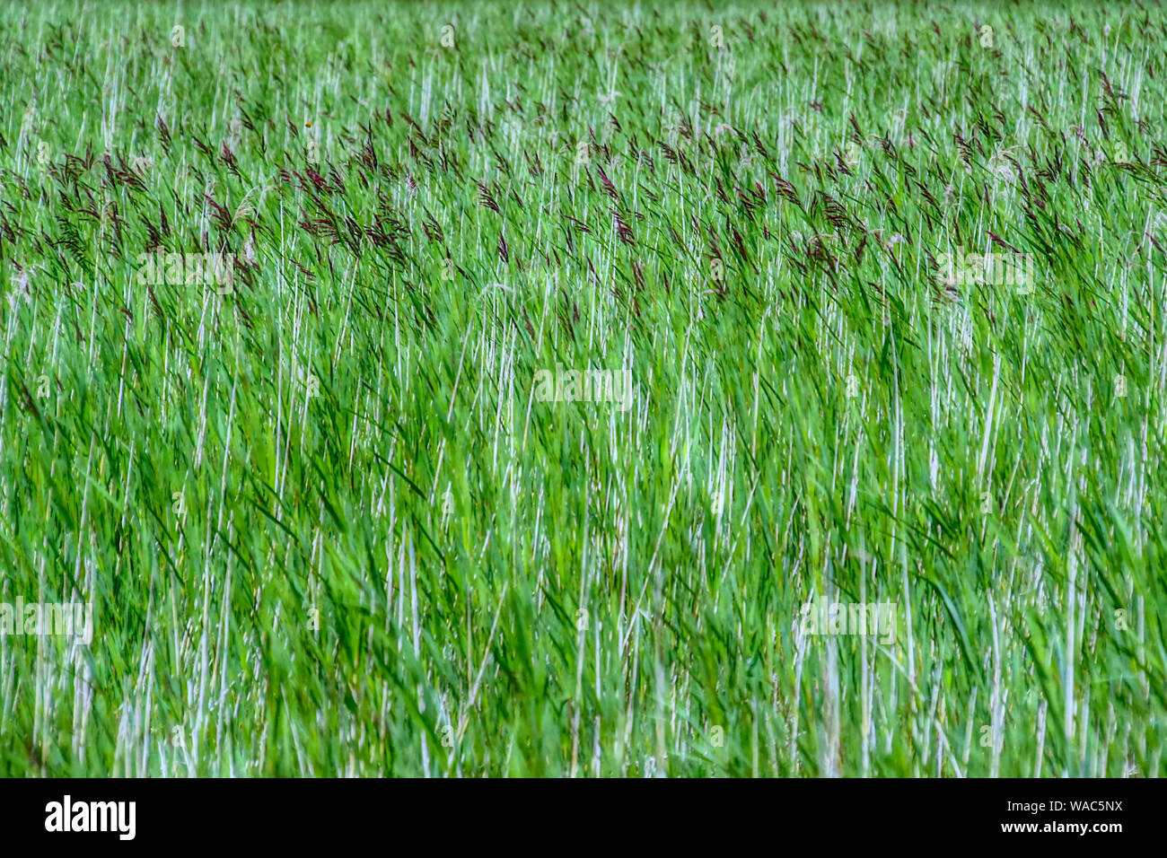 A light breath of wind passes through the green reeds Stock Photo - Alamy